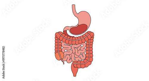 Simplified vector diagram of the human gastrointestinal tract focusing on the stomach and the complex network of large and small intestines in isolation.