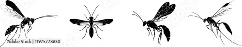 A sleek braconid wasp in mid-flight, its elegant black silhouette against a stark white background, exudes an air of sophistication and minimalism