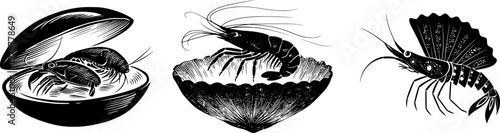 A minimalist, high-contrast illustration of a clam shrimp encased in its shell, rendered in black against a pure white background with crisp edges and a sleek, elegant design