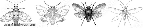 An elegant firefly with a striking black ink outline is showcased in this monochrome coloring book style illustration featuring clear boundaries and flat 2D graphic design