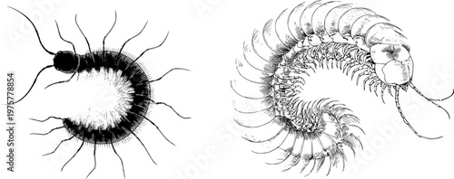 An elegant feather millipede with delicate limbs and a sharp black ink outline is depicted against a solid white background in a monochrome coloring book style, showcasing clear boundaries and highly