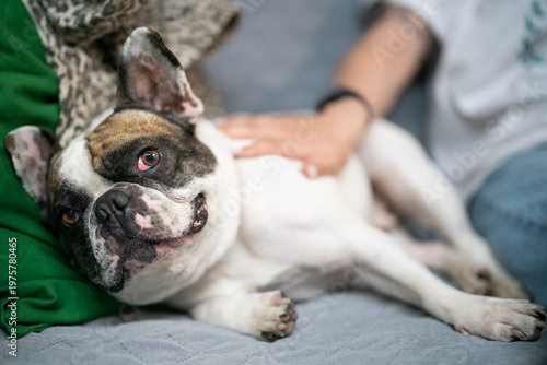Person petting a happy French Bulldog on a sofa