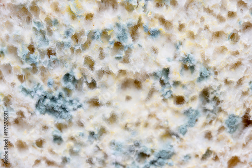 Extreme Macro Texture of Green Fungus and Mold on Bread