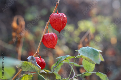 Red physalis pods on dried stems in autumn sunlight