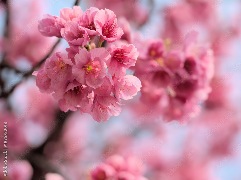 Naklejka premium 3月に咲いたピンク色の平七桜(ヘイシチザクラ)