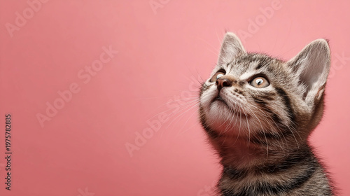 portrait of a british shorthair cat