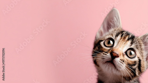 cat on a white background