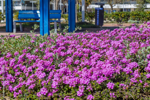 Fotografie Purple lantana flowers blooming in public park