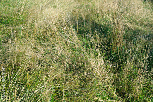 marsh grass swirl in summer season
