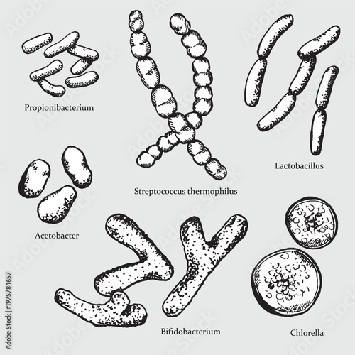 A set of engraved illustrations of beneficial microorganisms with their names. Vector clip art for scientific, educational, and medical designs.