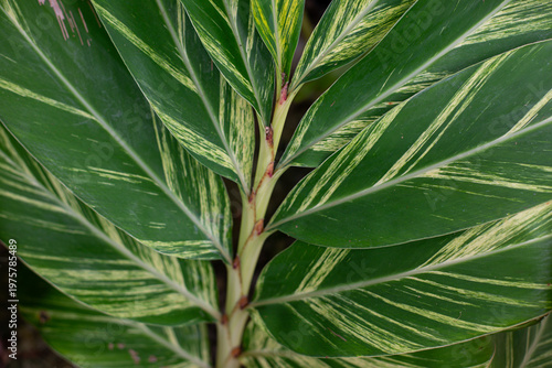 Tableau sur toile Vibrant Variegated Shell Ginger Foliage Close-up