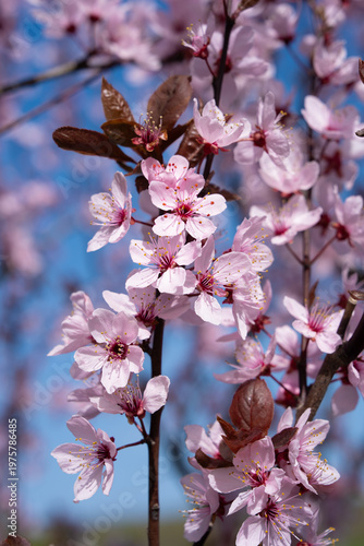 Macro shot of pink plum blossoms on a branch