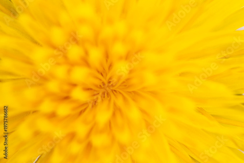 Macro of Yellow Dandelion Petals with Soft Focus
