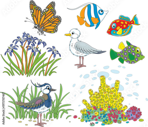 Butterfly flying over beautiful wildflowers, seagull, tropical fishes, corals and lapwing among grass on seashore, a set of vector cartoon illustrations isolated on a white background