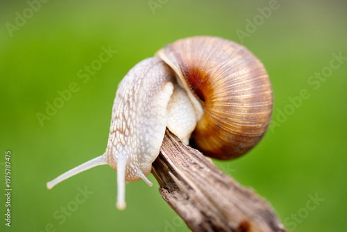 Roman Snail Balancing on a Dry Branch with Green Bokeh Background
