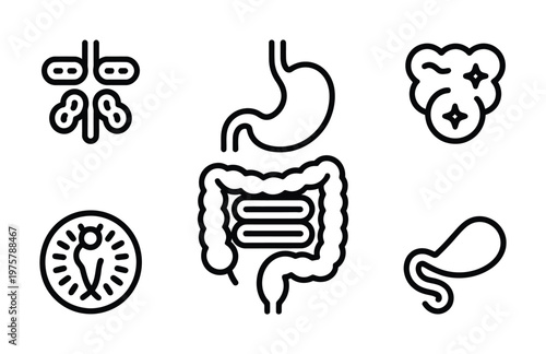 Vector depicting internal organs including stomach, intestines, lung, pancreas and sperm