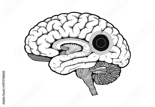 Vector of a human brain with its internal structures visible