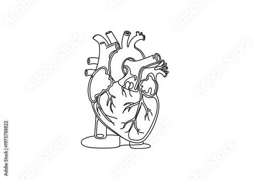 Vector of a human heart showing internal anatomy and structure