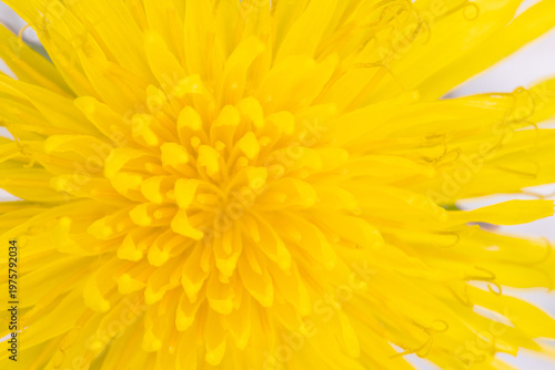 Vibrant Yellow Dandelion Flower Extreme Close-Up Background