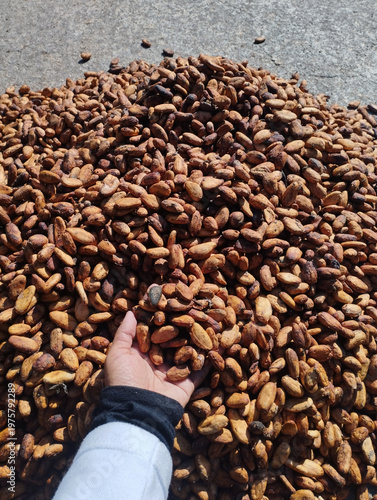 Dried cocoa beans collected on the palm against the background of dry cocoa beans. Hands holding freshly harvested raw cocoa beans. theobroma cacao L. Woman hand check for dryness. Fermented bean.