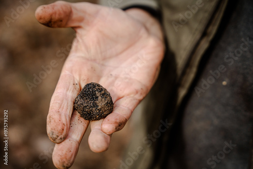 View of a truffle held delicately in a weathered hand, earthy tones contrasting with the dark delicacy, a moment of culinary discovery, Pula, Croatia.