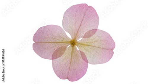 Pressed Pink Flower with Delicate Veins and Central Yellow Stamen