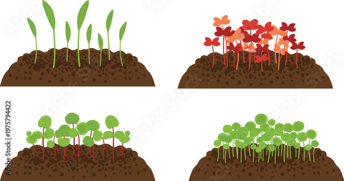 Cartoon seedlings in colorful vector illustration of sprouting plants and early growth stages