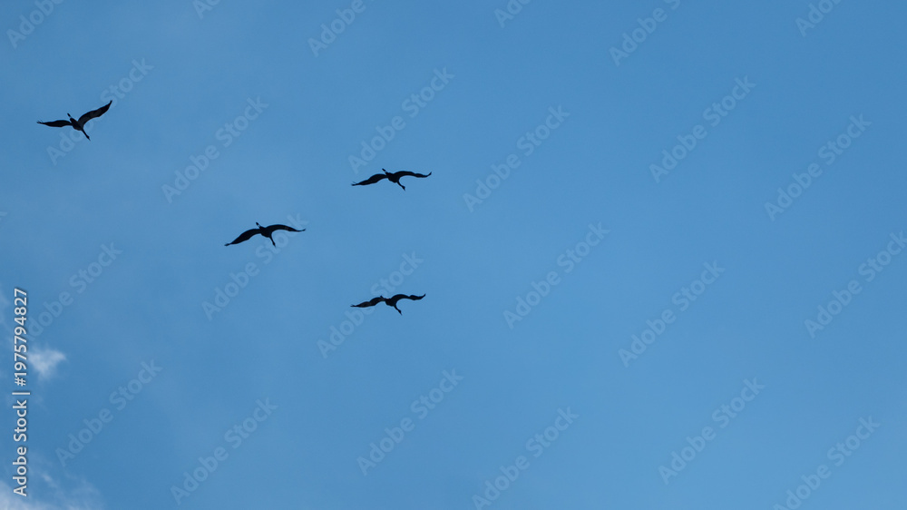 Obraz premium Silhouettes of common cranes flying in clear blue sky