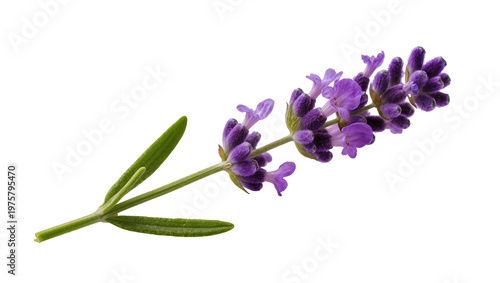 Quadro em tela Purple Lavender Sprig with Green Stems and Foliage