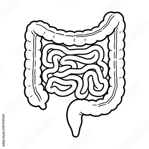 Vector of the human intestinal system in a simplified format
