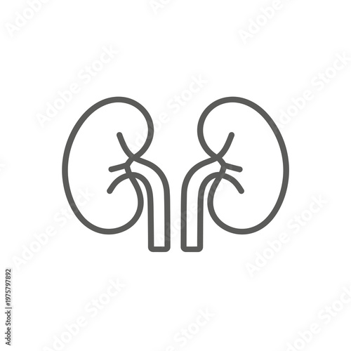 Vector of two kidneys in a minimalist design on a plain background