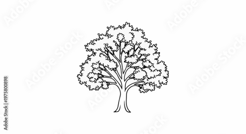 A simple line drawing of a deciduous tree with a full crown