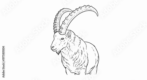 Artistic line drawing of a majestic ibex with large, curved horns