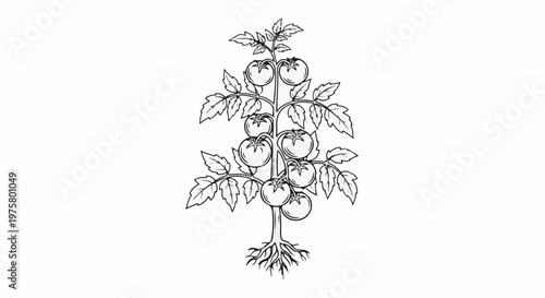 Black and white illustration of a mature tomato plant with fruit
