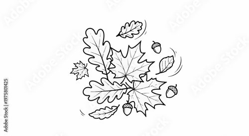 Black and white illustration of scattered autumn leaves and acorns