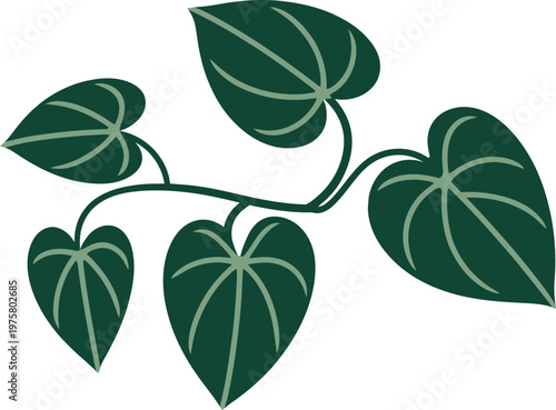 Betel Leaf Vine Vector Illustration Isolated on White Background, Minimal Green Paan Plant Design