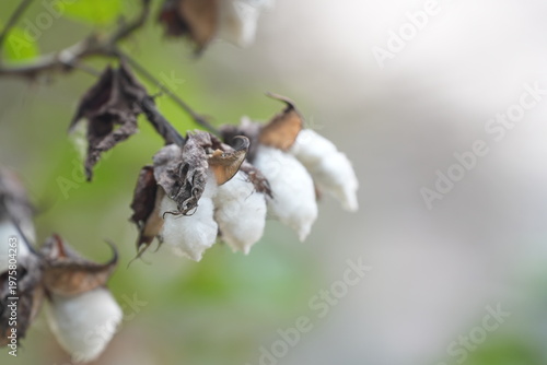 White cotton bolls on a branch with dried leaves, showing natural harvest in a garden