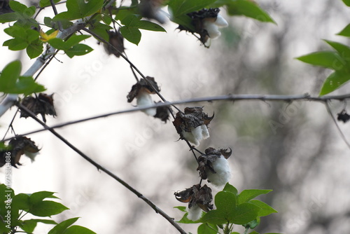 White cotton bolls on a branch with dried leaves, showing natural harvest in a garden