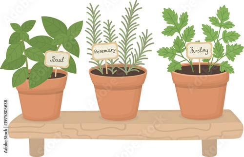 Illustration of potted culinary herbs on wooden shelf isolated on white. Fresh green basil, parsley and rosemary in pots
