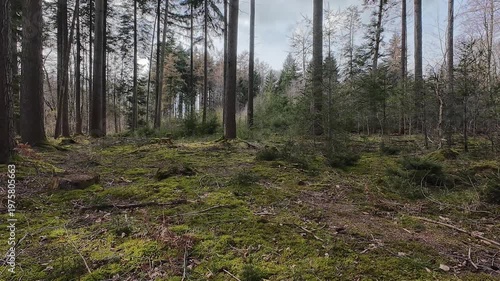 Point of view shot of a dirt path winding through a dense pine forest with sunlight filtering through the tall evergreen trees on a clear spring day.