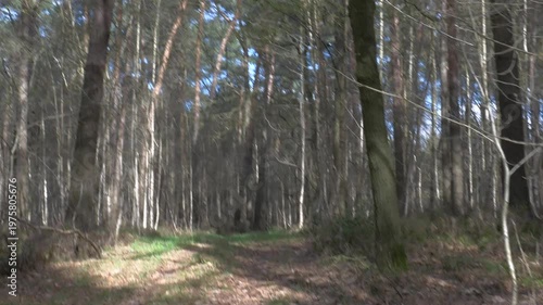 Point of view shot of a dirt path winding through a dense pine forest with sunlight filtering through the tall evergreen trees on a clear spring day.