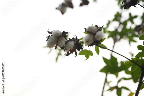 White cotton bolls on a branch with dried leaves, showing natural harvest in a garden