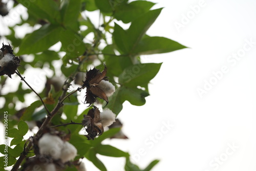 White cotton bolls on a branch with dried leaves, showing natural harvest in a garden