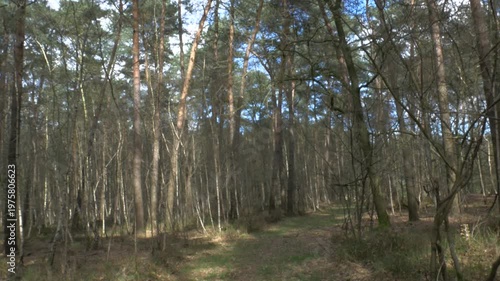 Point of view shot of a dirt path winding through a dense pine forest with sunlight filtering through the tall evergreen trees on a clear spring day.