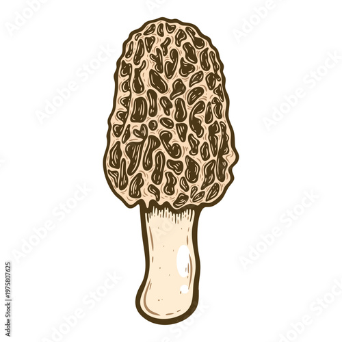 Morel, edible wild mushroom, premium delicacy, colourful, hand-drawn illustration, line art contour, isolated