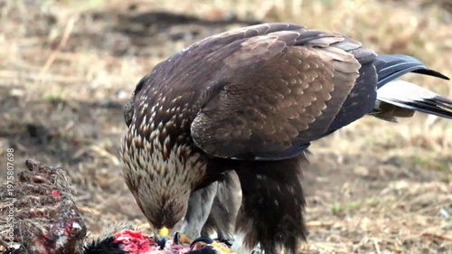 A powerful Golden eagle consumes its freshly caught prey in an open, dry field. Observe the magnificent bird of prey's natural feeding behavior under the bright daytime sun