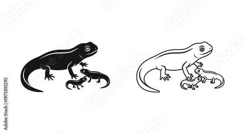 NewtsLifeCycle Stages of Salamander Development Vector