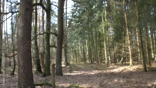 Point of view shot of a dirt path winding through a dense pine forest with sunlight filtering through the tall evergreen trees on a clear spring day.