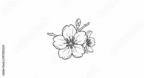Delicate line drawing of blooming cherry blossoms on a white background