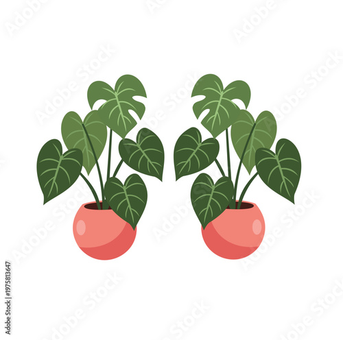 Two potted monstera plants with pink pots